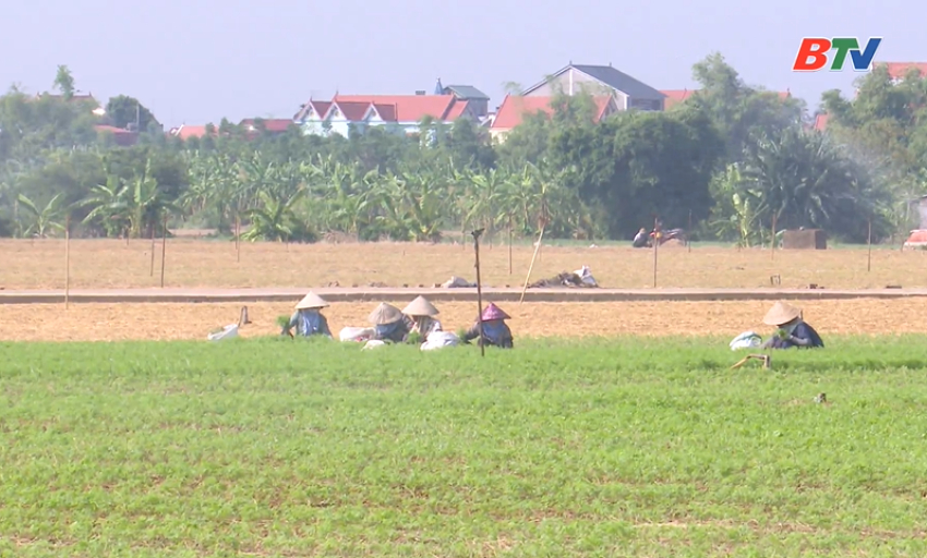  Phổ biến kiến thức: Đưa giống c&acirc;y m&agrave;u gi&aacute; trị cao v&agrave;o sản xuất vụ đ&ocirc;ng