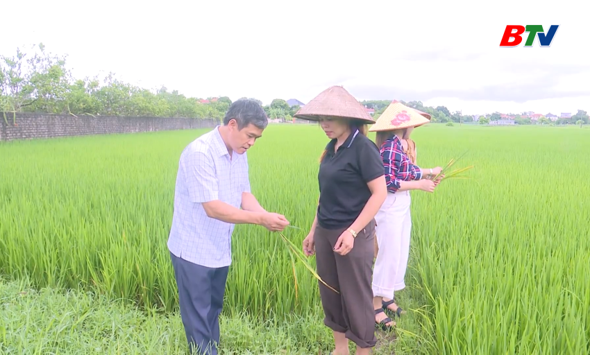 Phổ biến kiến thức: Ph&ograve;ng trừ s&acirc;u bệnh tr&ecirc;n l&uacute;a m&ugrave;a