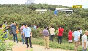 Bắc Giang ph&aacute;t triển tour du lịch miệt vườn tại Lục Ngạn