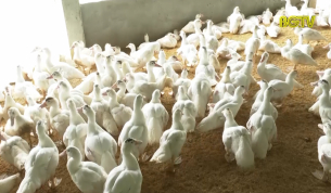 Chuyển đổi m&ocirc; h&igrave;nh chăn nu&ocirc;i sau bệnh dịch tả lợn Ch&acirc;u Phi