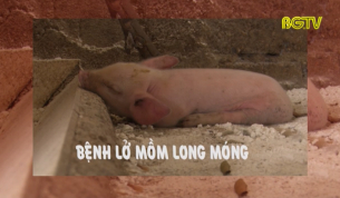 Tăng cường ph&ograve;ng chống bệnh lở mồm long m&oacute;ng tr&ecirc;n đ&agrave;n gia s&uacute;c