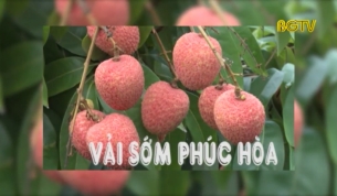 N&acirc;ng tầm thương hiệu vải sớm Ph&uacute;c H&ograve;a