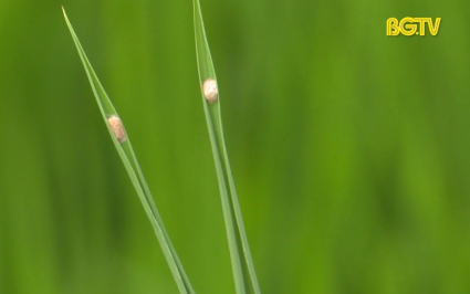10.000 ha l&uacute;a nhiễm s&acirc;u cuốn l&aacute; nhỏ 