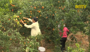 B&atilde;i Lời: V&ugrave;ng c&acirc;y ăn quả tr&ugrave; ph&uacute;