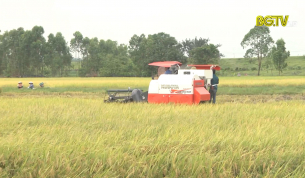17000 ha l&uacute;a chi&ecirc;m xu&acirc;n đ&atilde; được thu hoạch