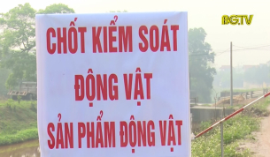 Quyết t&acirc;m kh&ocirc;ng để dịch tả lợn Ch&acirc;u Phi x&acirc;m nhập v&agrave;o Bắc Giang