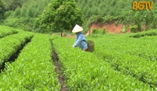Ch&egrave; xanh Bản Ven