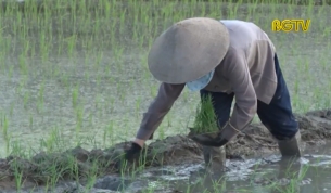 N&ocirc;ng d&acirc;n xuống đồng chiều muộn v&agrave; s&aacute;ng sớm để tr&aacute;nh n&oacute;ng