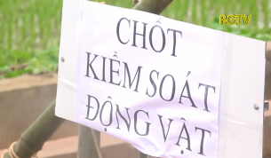 Hiệp H&ograve;a tăng cường ph&ograve;ng chống dịch tả lợn Ch&acirc;u Phi
