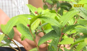 Bảo tồn Tr&agrave; hoa v&agrave;ng