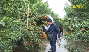 Cam đường canh được gi&aacute; dịp Tết
