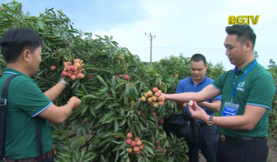 Tạp ch&iacute; du lịch: Du lịch m&ugrave;a vải thiều