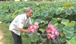Nghệ thuật ướp tr&agrave; sen truyền thống