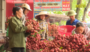 CTT: Một vụ vải thắng lợi