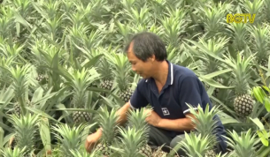 Lục Nam: N&ocirc;ng d&acirc;n lo lắng v&igrave; gi&aacute; dứa li&ecirc;n tục giảm