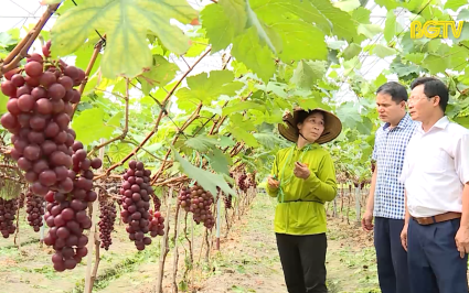 5000 c&acirc;y nho được c&ocirc;ng nhận c&acirc;y đầu d&ograve;ng 