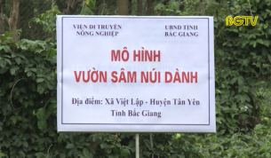 Bảo tồn nguồn gen c&acirc;y S&acirc;m Nam n&uacute;i D&agrave;nh T&acirc;n Y&ecirc;n