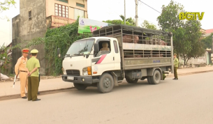 Tăng cường kiểm so&aacute;t vận chuyển lợn kh&acirc;u lưu th&ocirc;ng