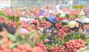 CTT: Gi&aacute; vải v&agrave; chất lượng vải thiều