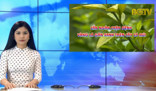 Cần ngăn chặn bệnh v&agrave;ng l&aacute; g&acirc;n xanh tr&ecirc;n c&acirc;y c&oacute; m&uacute;i