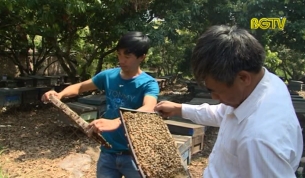 Lục Ngạn m&ugrave;a hoa vải - M&ugrave;a mật ong