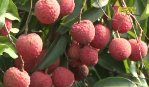 Đẩy mạnh quảng b&aacute;, ti&ecirc;u thụ vải thiều tại thị trường nội địa