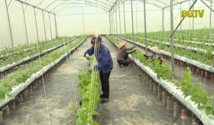 X&acirc;y dựng HTX kiểu mới gắn với chuỗi gi&aacute; trị