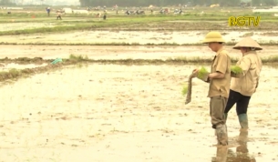Chậm tiến độ gieo cấy - Rủi ro về năng suất