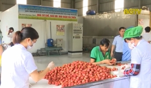 Thu mua 1 tấn vải thiều đầu ti&ecirc;n xuất khẩu sang Mỹ