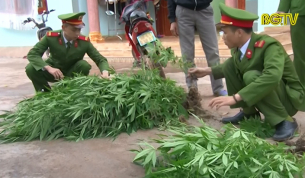 Sơn Động: Ngăn chặn t&igrave;nh trạng trồng c&acirc;y Cần Sa tr&aacute;i ph&eacute;p