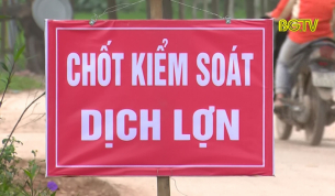 Khoanh v&ugrave;ng ngăn chặn ổ bệnh c&oacute; dấu hiệu dịch tả lợn Ch&acirc;u Phi