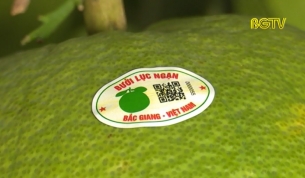 Lục Ngạn: Truy xuất nguồn gốc c&acirc;y ăn quả đến tận hộ