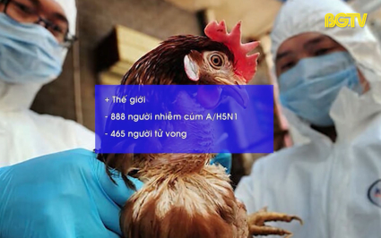 An to&agrave;n sống: Cảnh b&aacute;o nguy cơ c&uacute;m gia cầm H5N1 l&acirc;y sang người