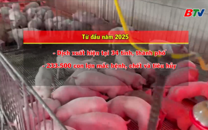 An to&agrave;n sống: Dịch tả lợn Ch&acirc;u Phi v&agrave; biện ph&aacute;p ngăn chặn