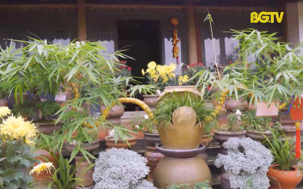 Ấn tượng vườn Tre bonsai của nghệ nh&acirc;n trẻ 