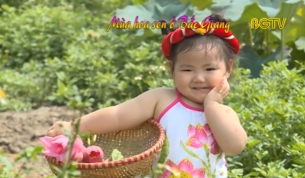 M&ugrave;a hoa sen ở Bắc Giang