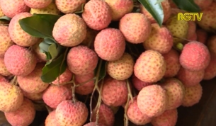 Gi&aacute; vải thiều tăng th&ecirc;m từ 4 - 10 ngh&igrave;n đồng/1kg