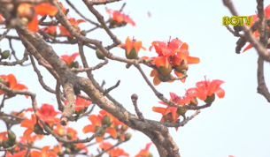 Độc đ&aacute;o hoa gạo th&aacute;ng 3
