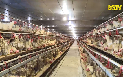 Bắc Giang: 15 năm kh&ocirc;ng để b&ugrave;ng ph&aacute;t dịch c&uacute;m gia cầm 