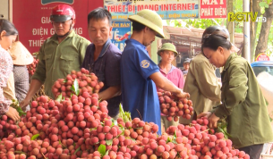 Bắc Giang: Mỗi ng&agrave;y ti&ecirc;u thụ khoảng 1500 tấn vải thiều