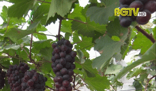 Bắc Giang ng&agrave;y mới ng&agrave;y 12 - 09 - 2020