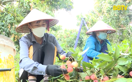 Bắc Giang ti&ecirc;u thụ 35 ngh&igrave;n tấn vải thiều 