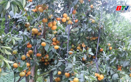 Bắc Ninh - Kỷ nguy&ecirc;n vươn m&igrave;nh: Bắc Ninh m&ugrave;a cam bưởi