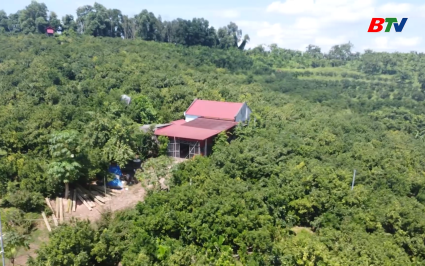 Bắc Ninh: sản lượng cam, bưởi ước đạt 76 ngh&igrave;n tấn