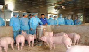 Bắc Giang ph&ograve;ng chống dịch tả lợn Ch&acirc;u Phi