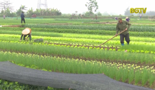 L&agrave;ng trồng rau gia vị