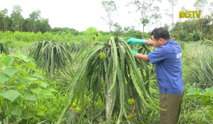 B&iacute; thư chi bộ gương mẫu ph&aacute;t triển kinh tế