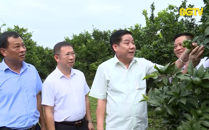 B&iacute; thư Tỉnh ủy thăm m&ocirc; h&igrave;nh sản xuất tại huyện Lục Ngạn