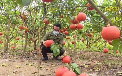 Bưởi đỏ ng&agrave;y Tết