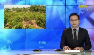 Người d&acirc;n lao đao v&igrave; chanh đ&agrave;o rớt gi&aacute;